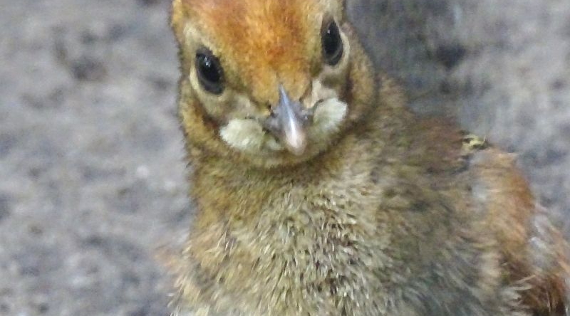 Temminck-Tragopan - Aktuelles aus Tierpark Berlin und Zoo Berlin - Freunde Hauptstadtzoos - Förderverein