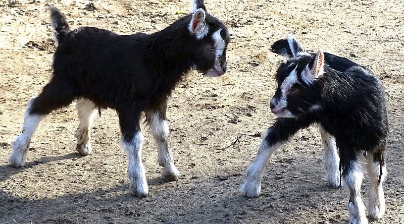 Zwillinge bei den Thüringer Waldziegen im Tierpark Berlin