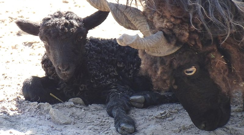 Ungarisches Zackelschaf - Artenschutz - Aktuelles Tierpark Berlin und Zoo Berlin - Freunde Hauptstadtzoos - Förderverein