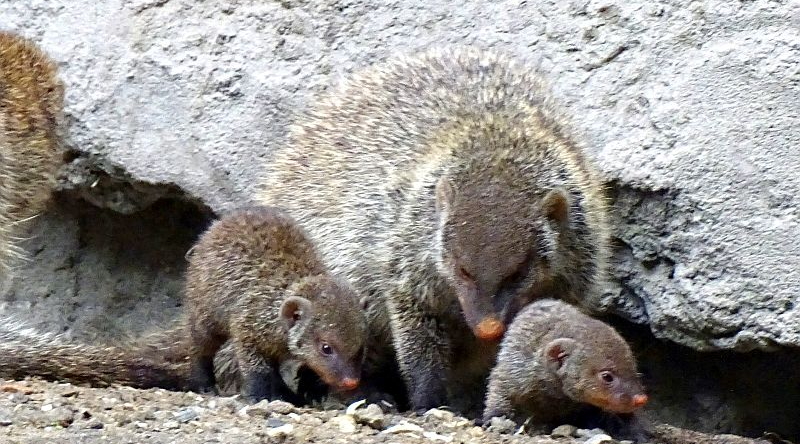 Zebramanguste - Jungtier -  Aktuelles Tierpark Berlin und Zoo Berlin - Freunde Hauptstadtzoos - Förderverein