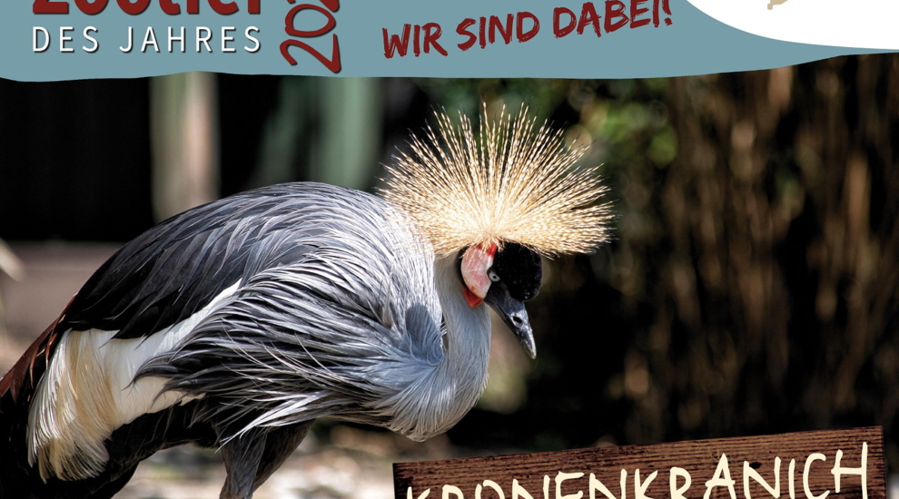 Kronenkranich ist Zootier des Jahres 2026