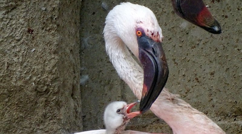 Zwergflamingo mit Küken im Zoo Berlin