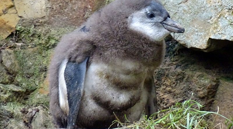 Brillenpinguin-Küken im Zoo Berlin