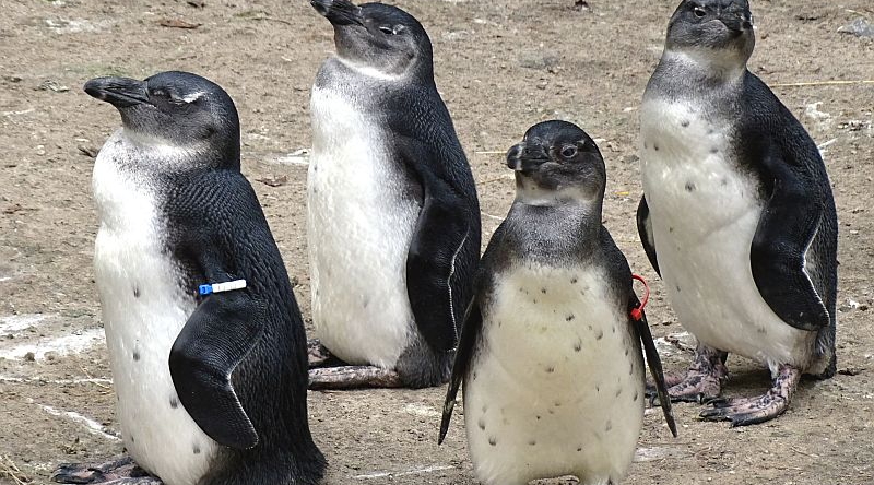 Brillenpinguine - Aktuelles Tierpark Berlin und Zoo Berlin - Freunde Hauptstadtzoos - Förderverein