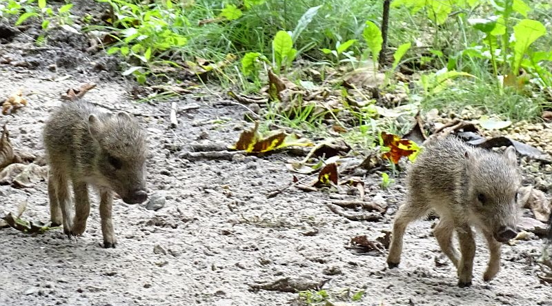 Chaco-Pekari - Aktuelles Tierpark Berlin und Zoo Berlin - Freunde Hauptstadtzoos - Förderverein