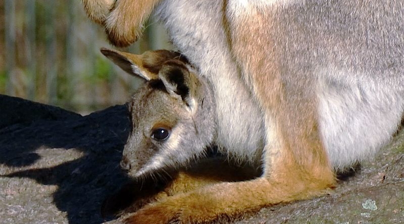 Jungtier bei den Gelbfuß-Felsenkängurus schaut aus dem Beutel der Mutter im Tierpark Berlin