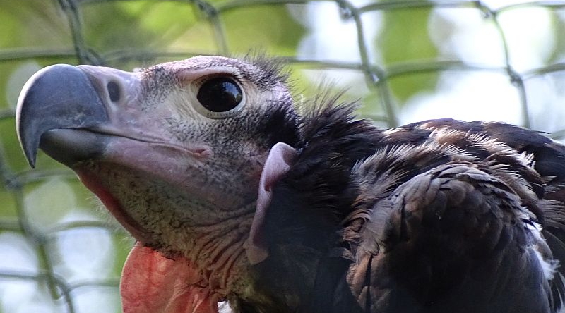 alt-"Kahlkopfgeier - Lappengeier - Aktuelles Tierpark Berlin und Zoo Berlin - Freunde Hauptstadtzoos - Förderverein"