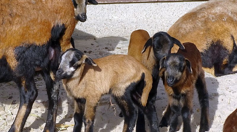Kamerunschaf - Aktuelles Tierpark Berlin und Zoo Berlin - Freunde Hauptstadtzoos - Förderverein