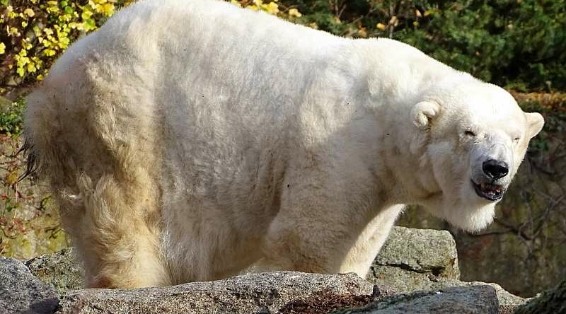 Eisbärin Katjuscha im Alter von 37 Jahren verstorben