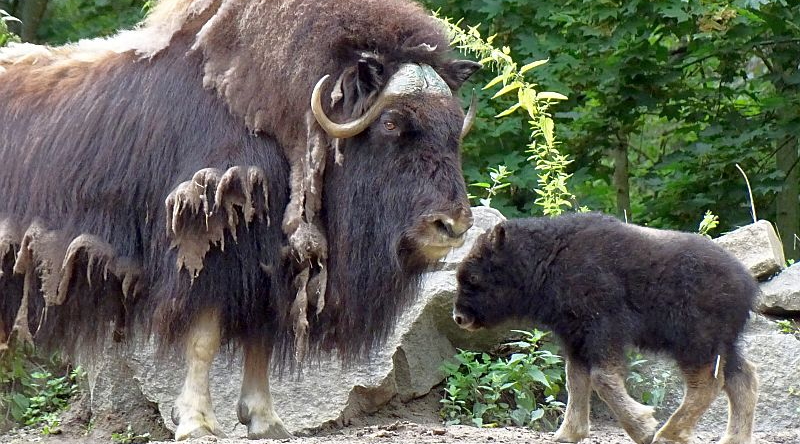 Moschusochse - Aktuelles aus Tierpark Berlin und Zoo Berlin - Freunde Hauptstadtzoos - Förderverein