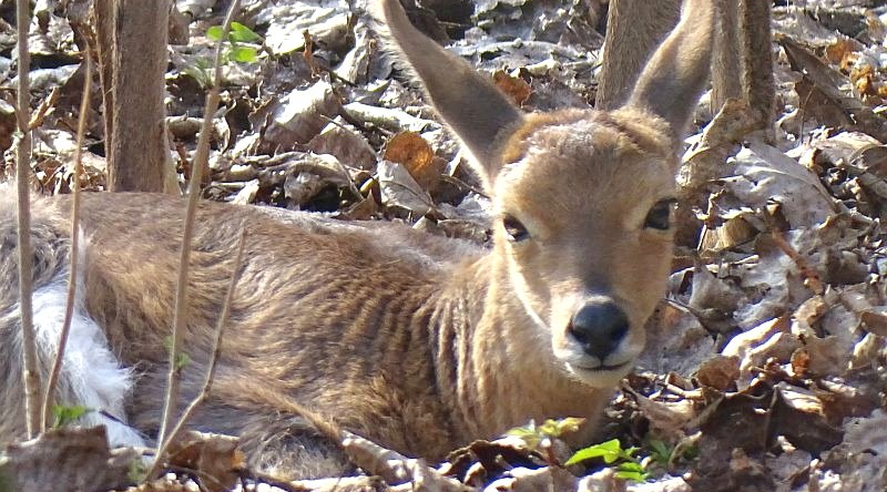 Südlicher Bergriedbock - Jungtier -  Aktuelles Tierpark Berlin und Zoo Berlin - Freunde Hauptstadtzoos - Förderverein