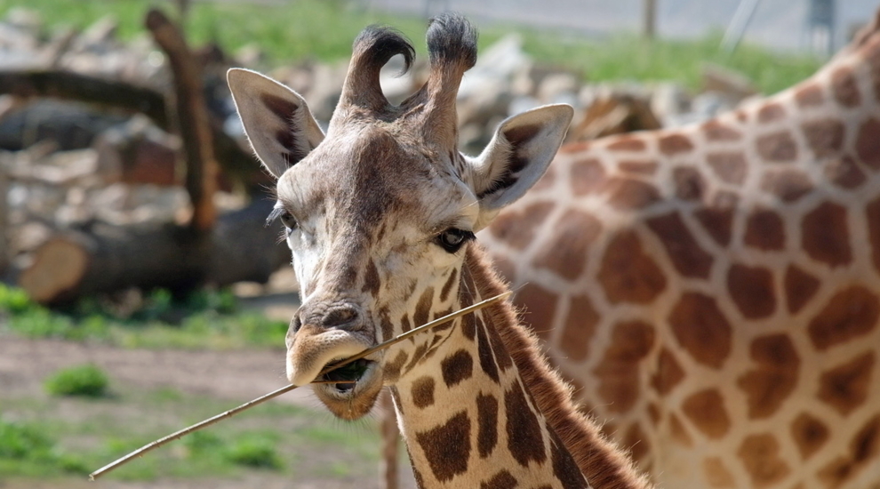 Savannenlandschaft - Aktuelles Tierpark Berlin und Zoo Berlin - Freunde Hauptstadtzoos - Förderverein