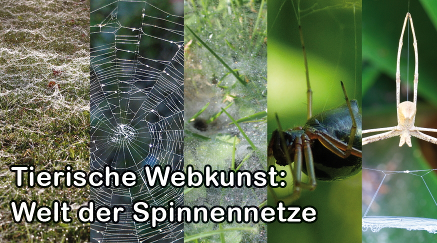 alt- Spinnennetze - - Tierreich - Tierwissen - Tiere - Tierlexikon - Freunde Hauptstadtzoos