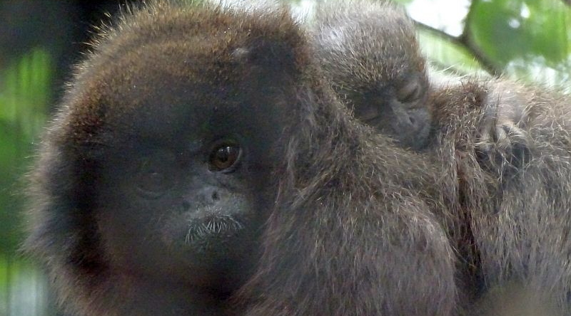 alt-"Roter Springaffe - Sumpfspringaffe - Aktuelles Tierpark Berlin und Zoo Berlin - Freunde Hauptstadtzoos - Förderverein"
