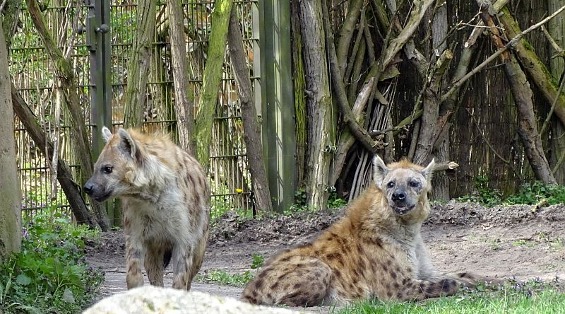 Tüpfelhyäne - Aktuelles Tierpark Berlin und Zoo Berlin - Freunde Hauptstadtzoos - Förderverein