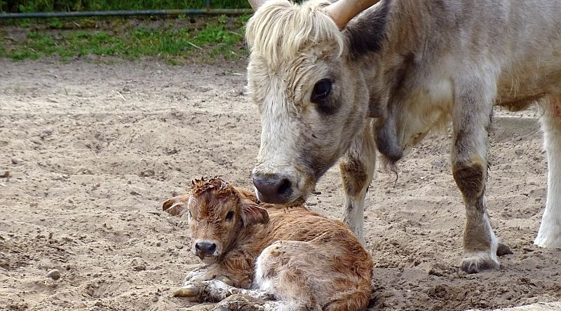 Ungarisches Steppenrind - Artenschutz -  Aktuelles Tierpark Berlin und Zoo Berlin - Freunde Hauptstadtzoos - Förderverein