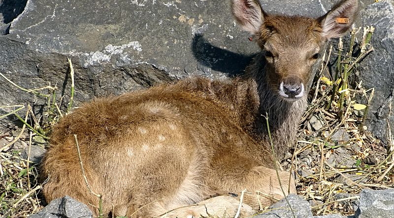 alt-"Weißlippenhirsch-Jungtier - Aktuelles Tierpark Berlin und Zoo Berlin - Freunde Hauptstadtzoos - Förderverein"
