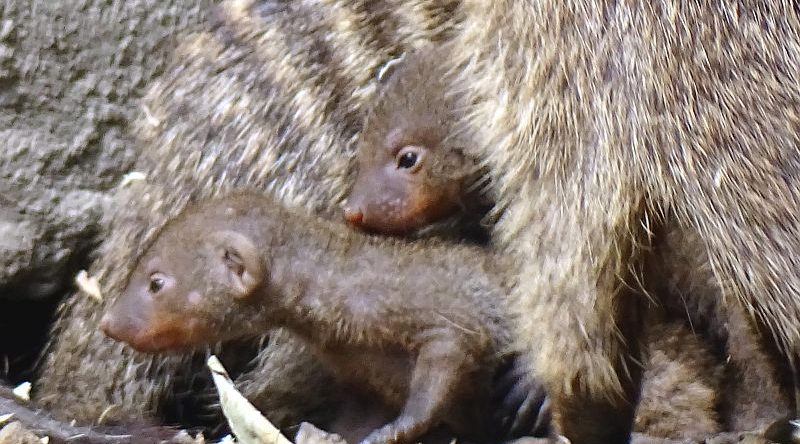 Zebramanguste - Jungtier - Aktuelles Tierpark Berlin und Zoo Berlin - Freunde Hauptstadtzoos - Förderverein