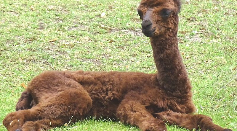 Alpaka - Neuweltkamel - Jungtier - Aktuelles Tierpark Berlin und Zoo Berlin - Freunde Hauptstadtzoos - Förderverein