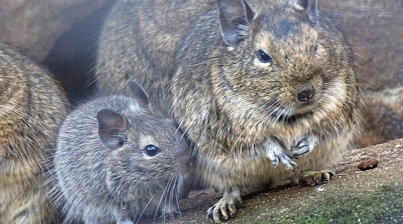 Degu mit Jungtier im Tierpark Berlin