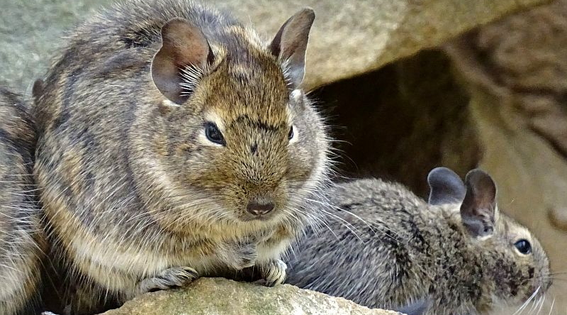 Degu - Jungtiere - Tierpark Berlin - Aktuelles - Freunde Hauptstadtzoos - Förderverein