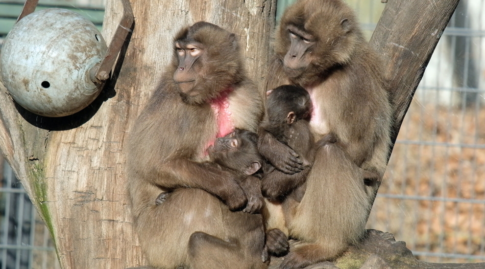 alt-"Dscheladas - Aktuelles Tierpark Berlin und Zoo Berlin - Freunde Hauptstadtzoos - Förderverein"