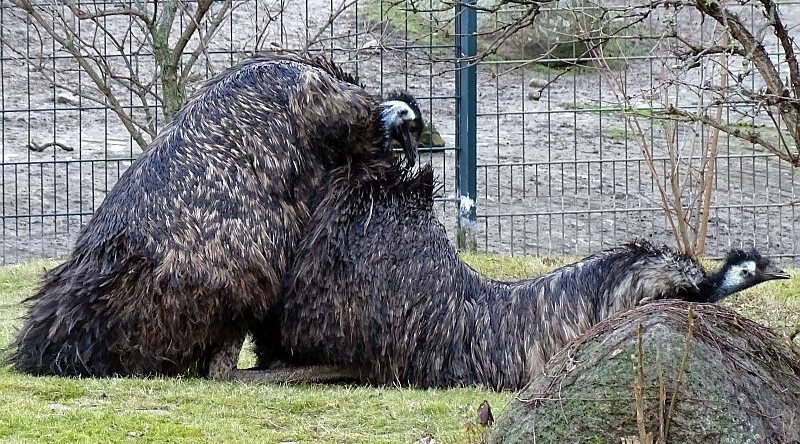 Emu - Balz - Paarung -  Aktuelles Tierpark Berlin und Zoo Berlin - Freunde Hauptstadtzoos - Förderverein
