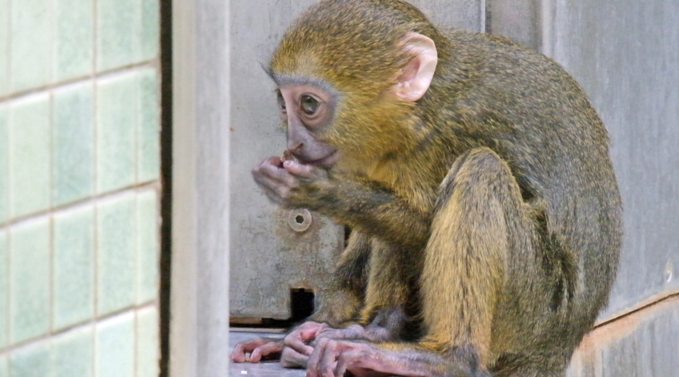 alt-"Eulenkopfmeerkatze - Aktuelles Tierpark Berlin und Zoo Berlin - Freunde Hauptstadtzoos - Förderverein"