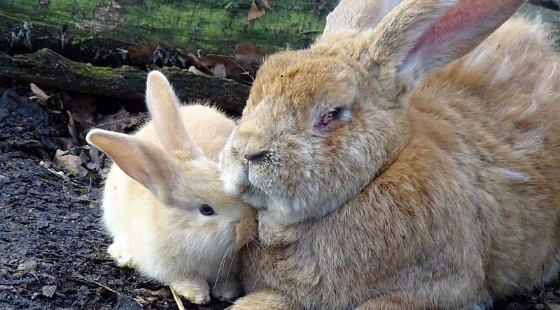 alt-"Belgische Riesenkaninchen -  Aktuelles Tierpark Berlin und Zoo Berlin - Freunde Hauptstadtzoos - Förderverein"