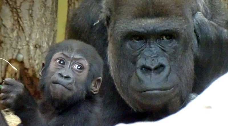 Gelbfuß-Felskänguru -  Aktuelles Tierpark Berlin und Zoo Berlin - Freunde Hauptstadtzoos - Förderverein