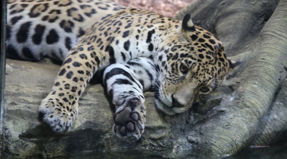 Jaguar - Zoo Berlin - Aktuelles - Freunde Hauptstadtzoos - Förderverein