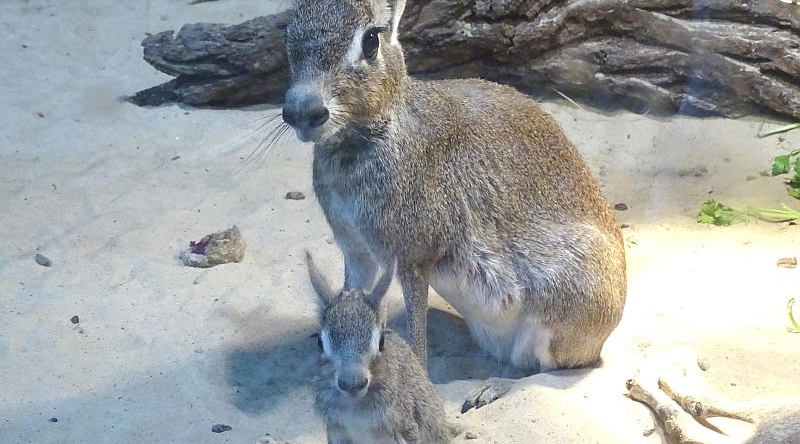 Kleiner Mara - Zwergmara - Kleiner Pampashase - im Tierpark Berlin geboren - Freunde Hauptstadtzoos