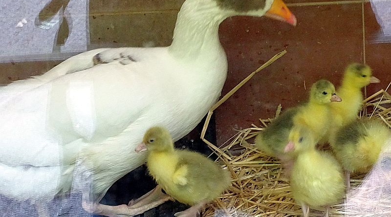 Leinegans mit Küken im Tierpark Berlin