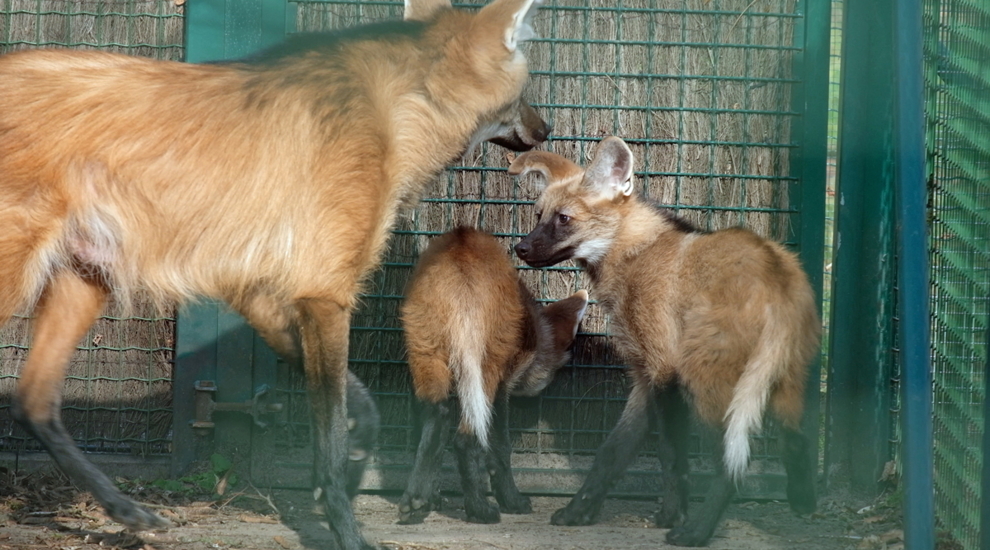 Mähnenwolf - Steppenwolf -  Aktuelles Tierpark Berlin und Zoo Berlin - Freunde Hauptstadtzoos - Förderverein