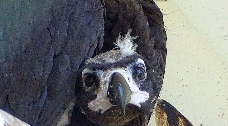 Jungvogel bei den Mönchsgeiern im Tierpark Berlin
