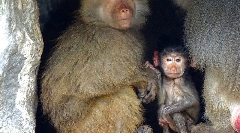 Mantelpavian- Nachwuchs -  Aktuelles Tierpark Berlin und Zoo Berlin - Freunde Hauptstadtzoos - Förderverein