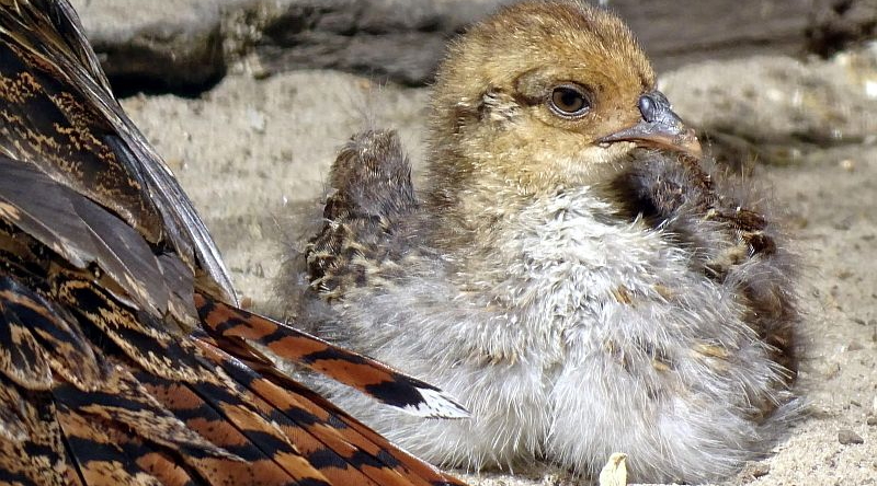 Mikadofasan - Aktuelles Tierpark Berlin und Zoo Berlin - Freunde Hauptstadtzoos - Förderverein