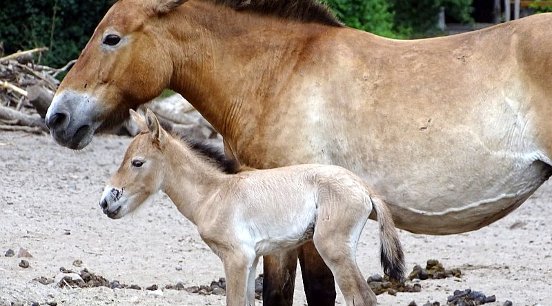 Jungtier bei den Przewalskipferden im Tierpark Berlin