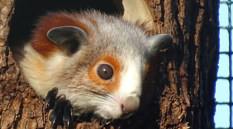 Rotweißes Riesengleithörnchen - Aktuelles Tierpark Berlin und Zoo Berlin - Freunde Hauptstadtzoos - Förderverein