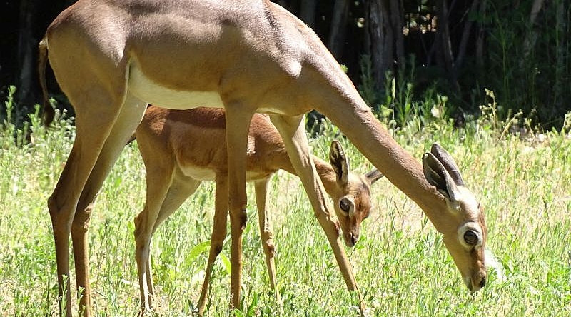 Giraffengazelle - Gerenuk - Aktuelles Tierpark Berlin und Zoo Berlin - Freunde Hauptstadtzoos - Förderverein