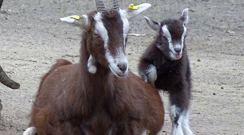 alt-"Thüringer Waldziege -  Aktuelles Tierpark Berlin und Zoo Berlin - Freunde Hauptstadtzoos - Förderverein"