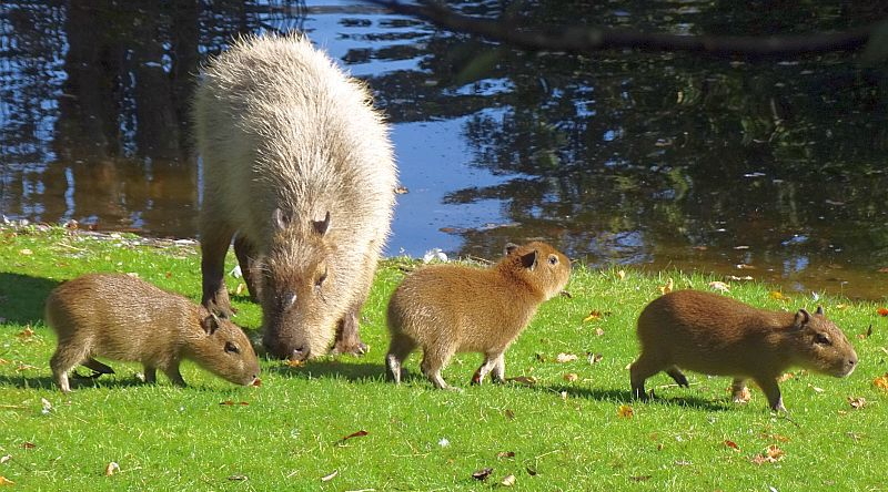 Wasserschwein mit drei Jungtieren im Zoo Berlin