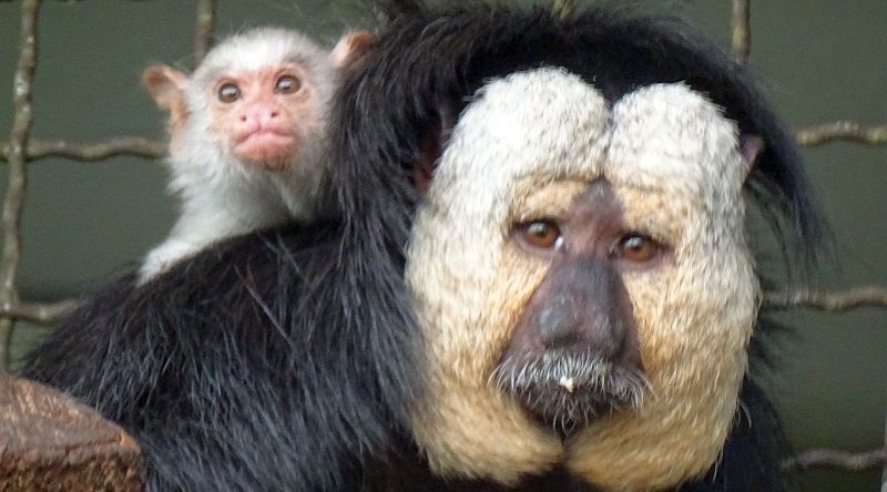 Weißkopfsaki - Silberäffchen - Aktuelles Tierpark Berlin und Zoo Berlin - Freunde Hauptstadtzoos - Förderverein