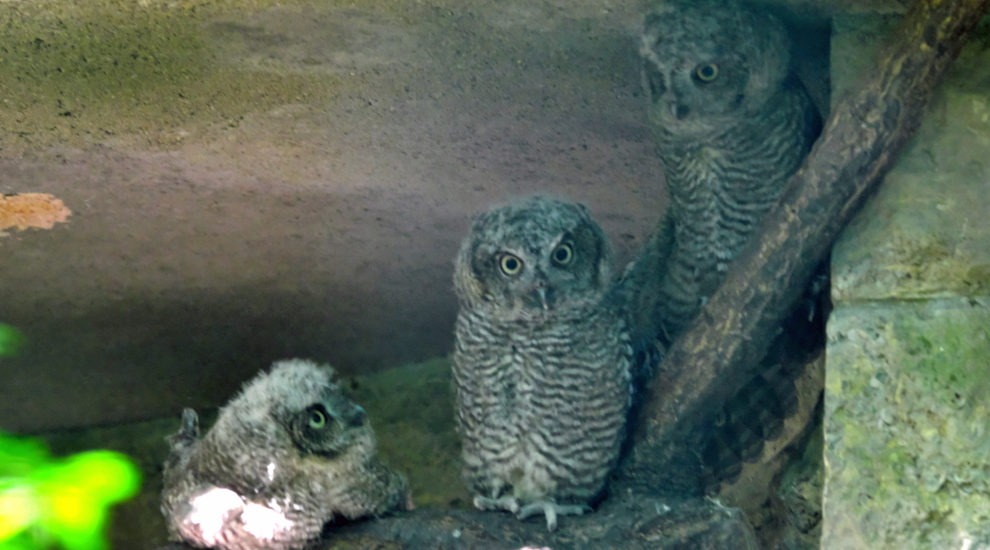 Nachwuchs bei den West-Kreischeulen im Tierpark Berlin  - Freunde Hauptstadtzoos