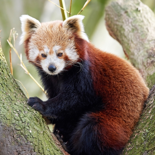 Roter Panda - Artenschutzprojekt - Freunde der Hauptstadtzoos 