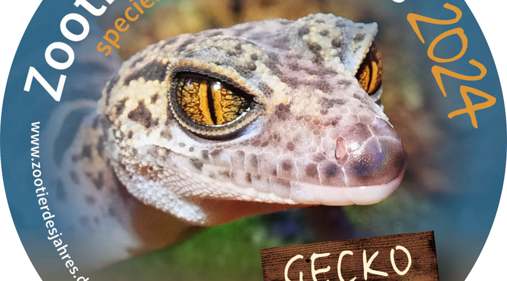alt-"Gecko - Zootier des Jahres 2024 - Aktuelles Tierpark Berlin und Zoo Berlin - Freunde Hauptstadtzoos - Förderverein"