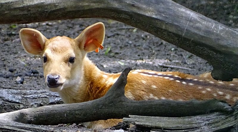 Jungtier bei den Barsinghas liegt hinter einem Baum im Tierpark Berlin.
