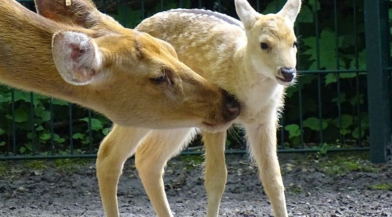 alt-"Barasingha-Jungtier - Aktuelles Tierpark Berlin und Zoo Berlin - Freunde Hauptstadtzoos - Förderverein"