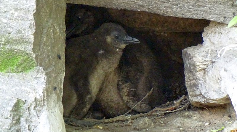 Brillenpinguine -  Aktuelles Tierpark Berlin und Zoo Berlin - Freunde Hauptstadtzoos - Förderverein