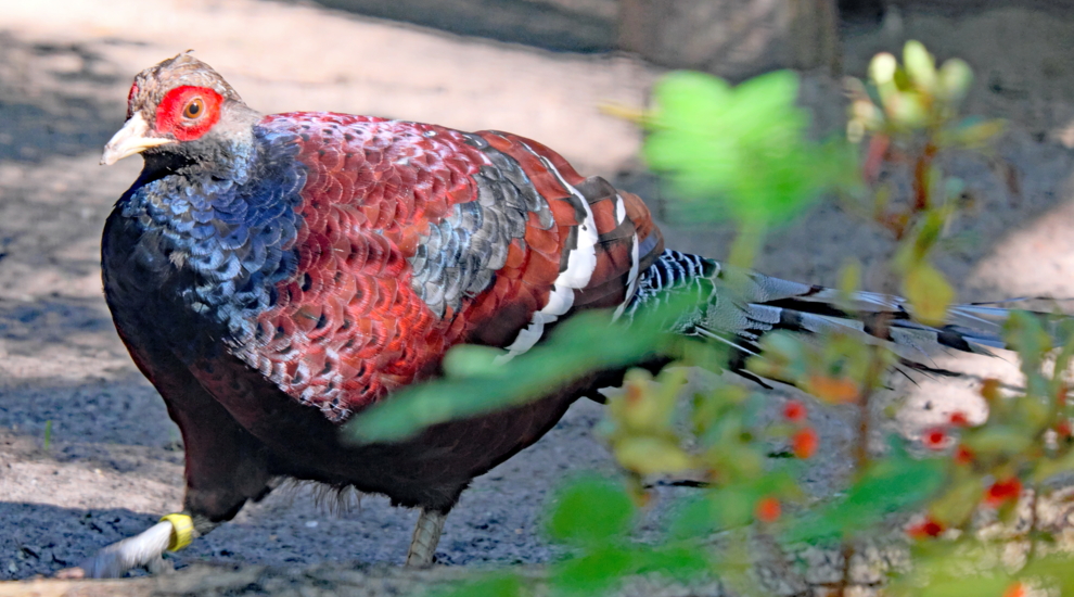 Männlicher Burmafasan im Tierpark Berlin